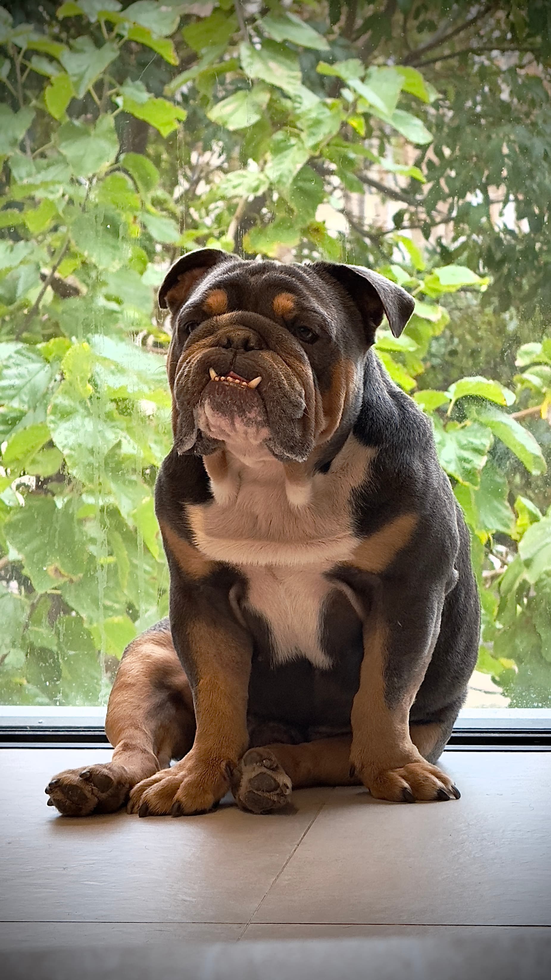 Franki the English Bulldog with his signature tongue-out smile