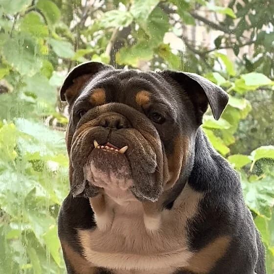 Franki the English Bulldog with his signature tongue-out smile